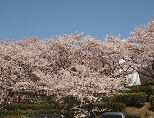 桜開花状況2018